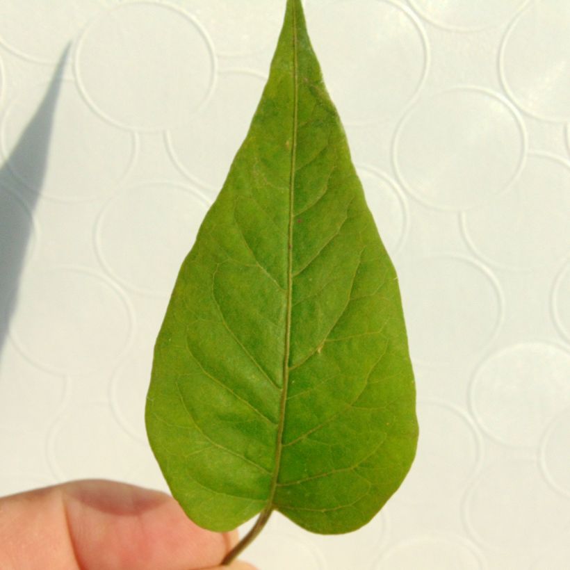 Solanum jasminoides Bleu - Morelle faux-jasmin (Foliage)