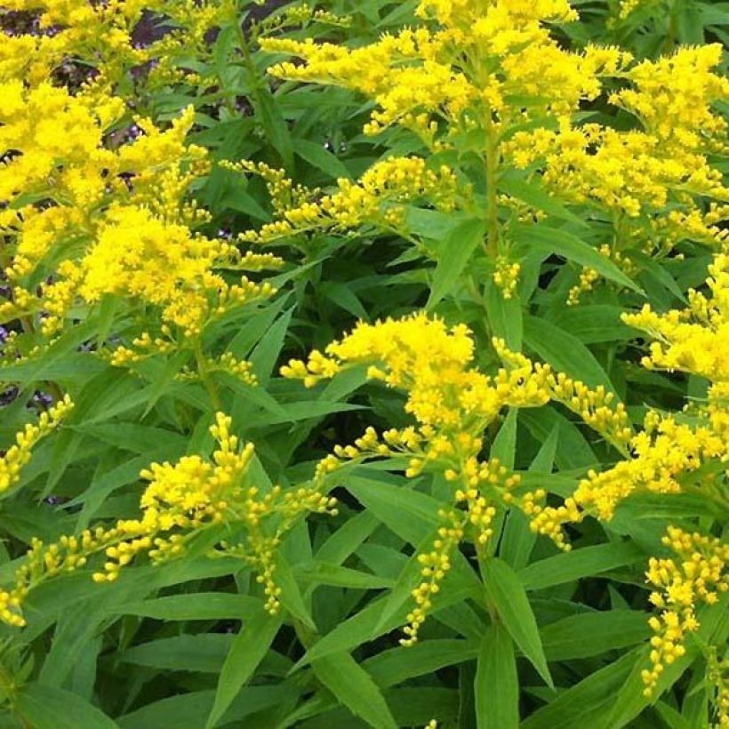Solidago Strahlenkrone - Verge d'or Strahlenkrone (Foliage)