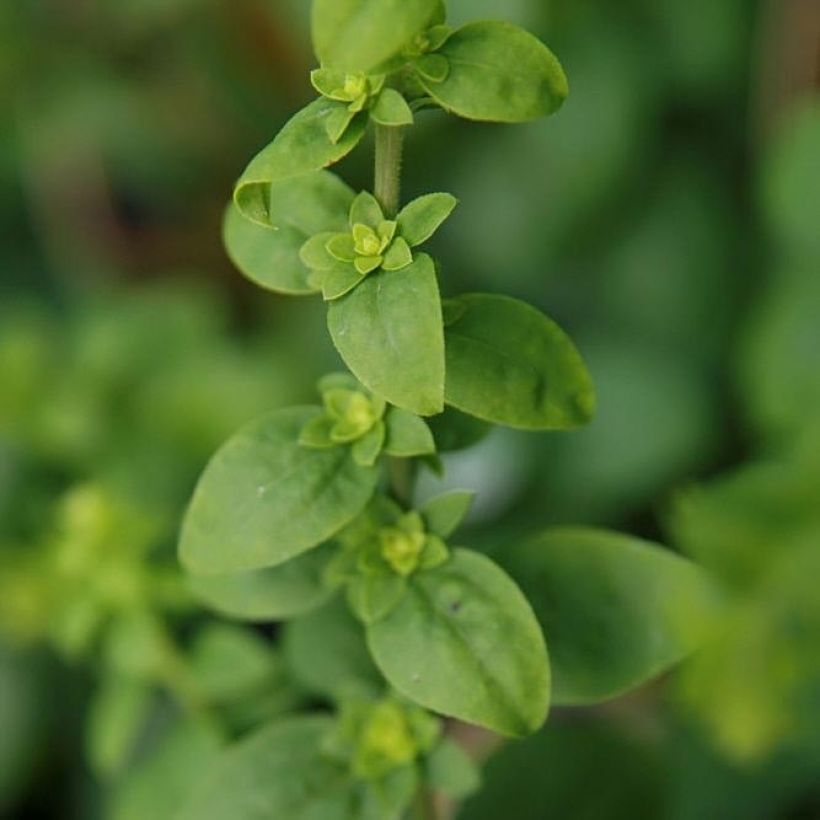 Verge d'or naine Golden Fleece - Solidago sphacelata Golden Fleece (Foliage)