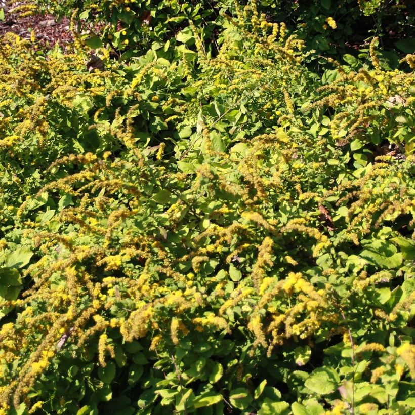 Verge d'or naine Golden Fleece - Solidago sphacelata Golden Fleece (Plant habit)