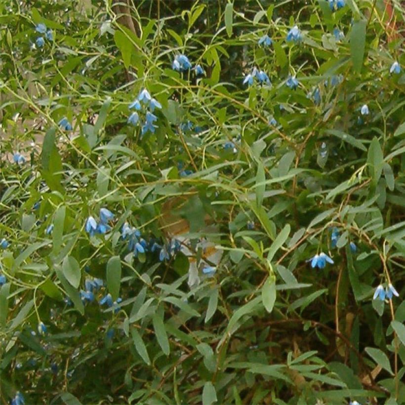 Sollya heterophylla (Flowering)