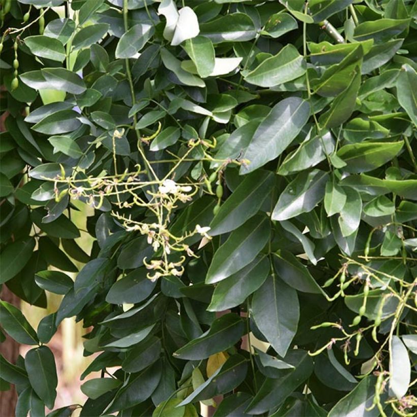 Pagode japonaise - Sophora japonica Pendula (Foliage)