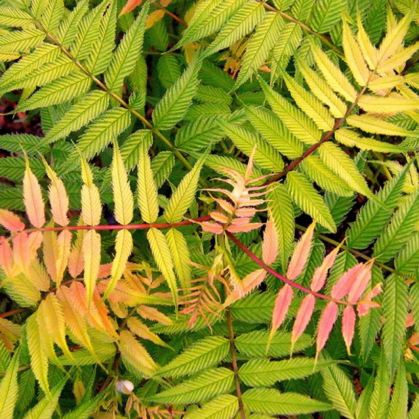 Sorbaria sorbifolia Sem- Fausse spirée à feuilles de sorbier (Foliage)