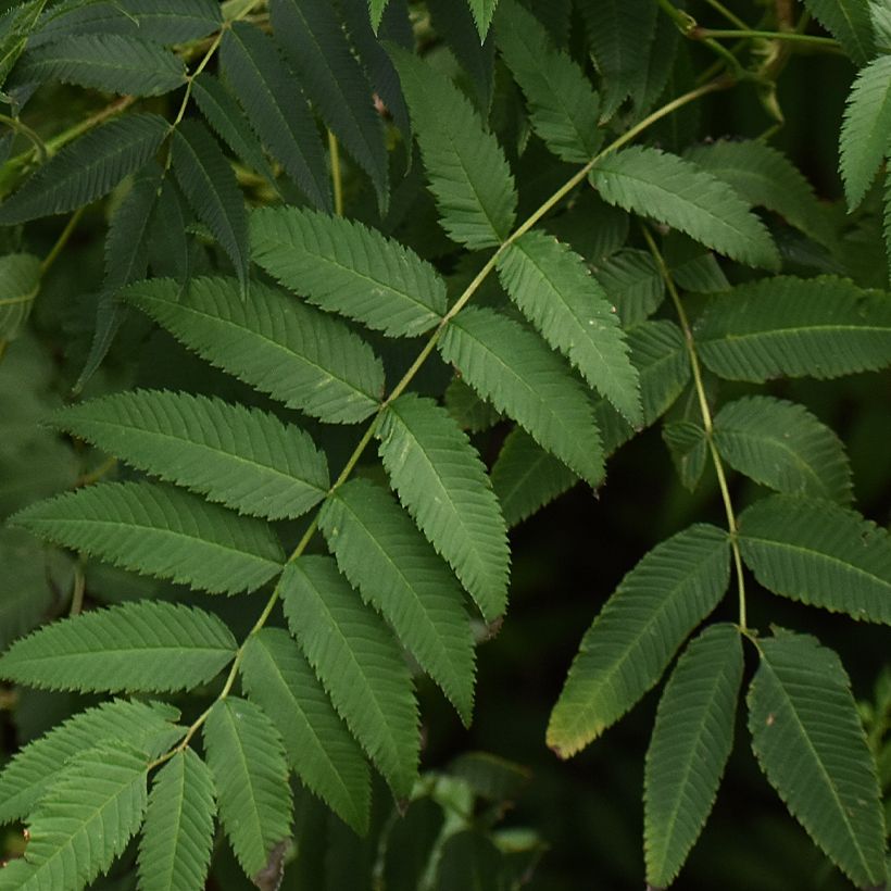 Sorbaria tomentosa Stick & Feathers (Foliage)