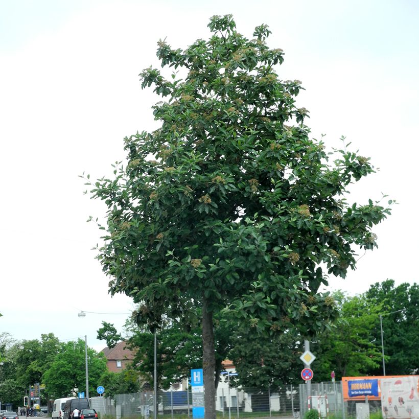 Sorbier, Alisier - Sorbus intermedia Brouwers (Plant habit)