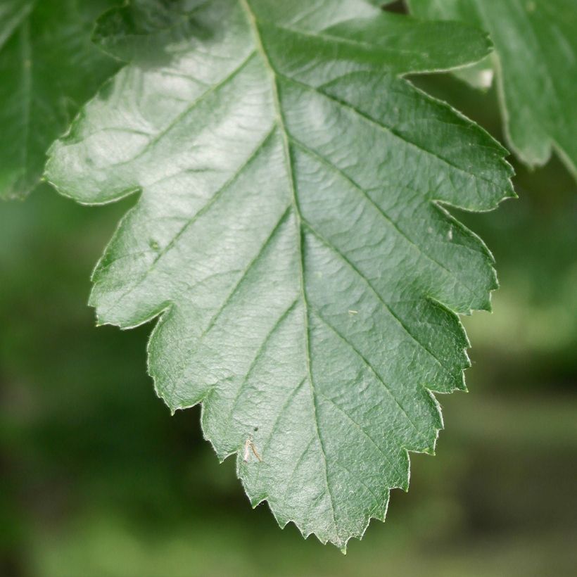 Sorbier, Alisier - Sorbus intermedia Brouwers (Foliage)