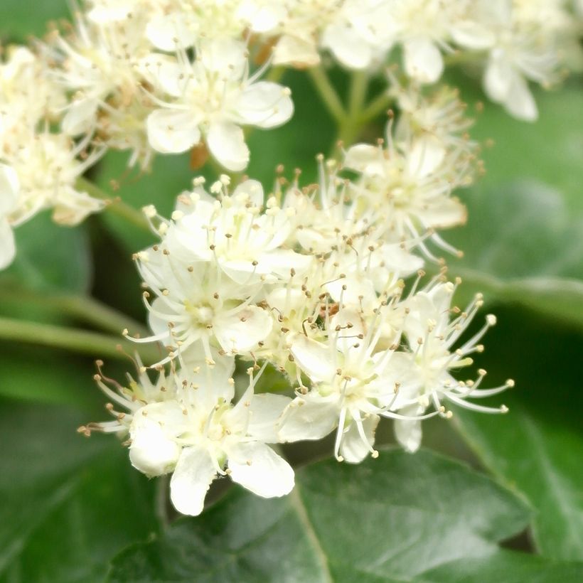 Sorbier, Alisier - Sorbus intermedia Brouwers (Flowering)