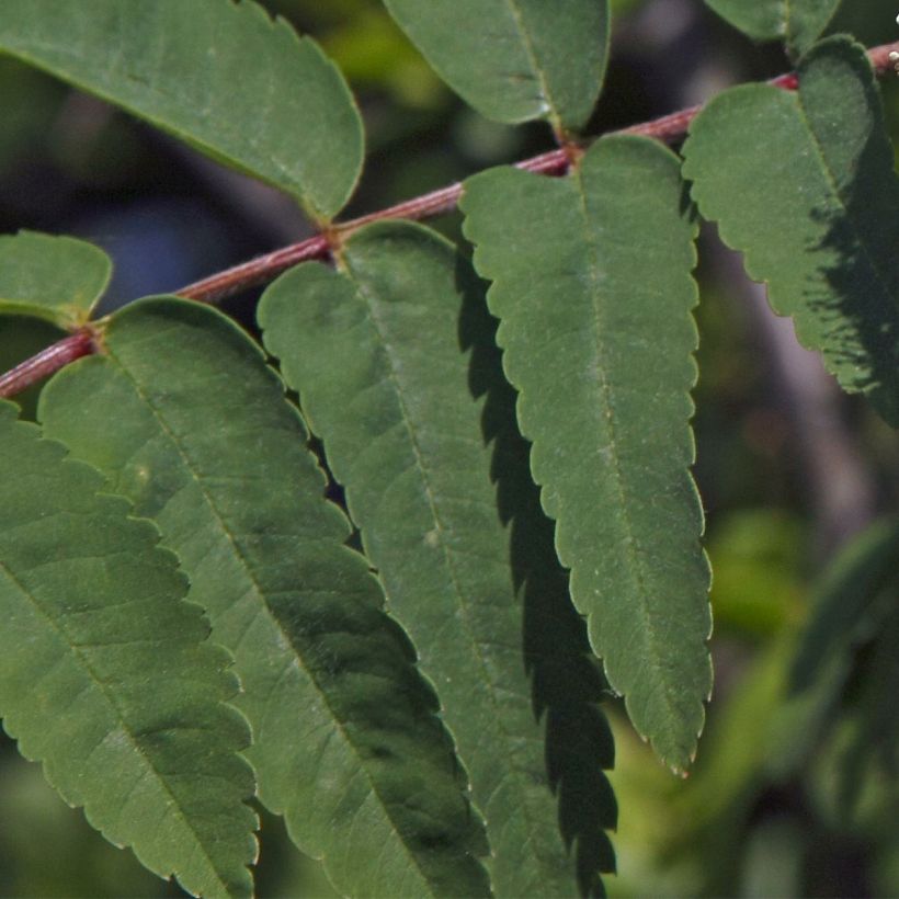 Sorbier des oiseleurs - Sorbus aucuparia Sheerwater Seedling (Foliage)
