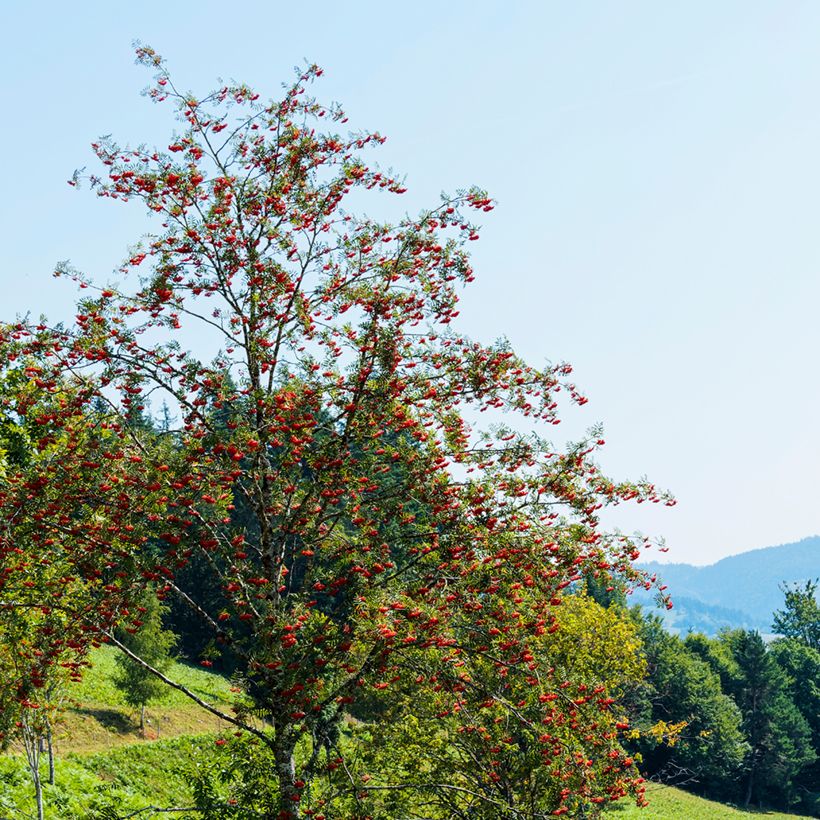 Sorbier des oiseleurs - Sorbus aucuparia Wettra (Plant habit)