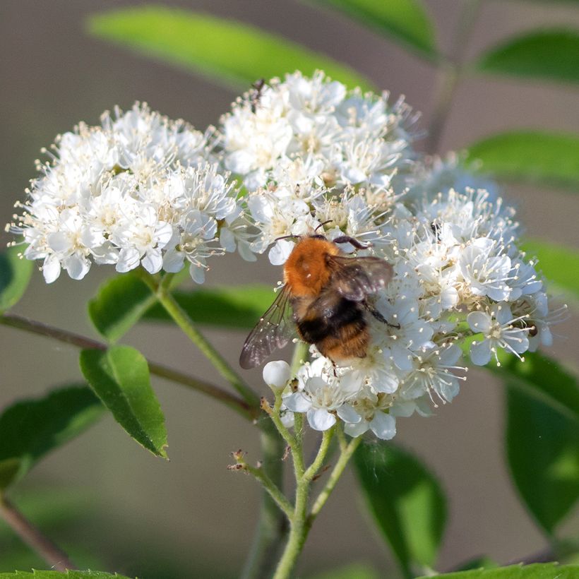 Sorbier des oiseleurs - Sorbus aucuparia Wettra (Flowering)
