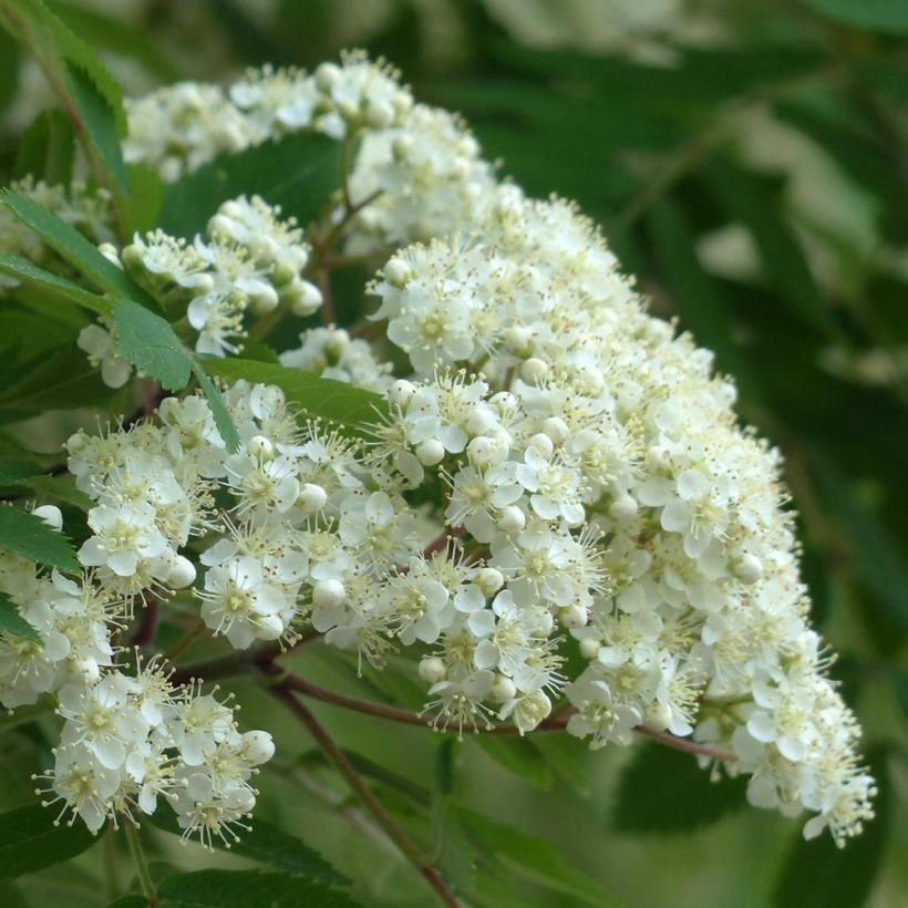 Sorbus aucuparia Autumn Spire - Sorbier des oiseleurs (Flowering)