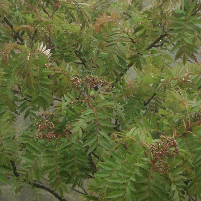 Sorbus randaiensis - Sorbier de Taïwan (Foliage)