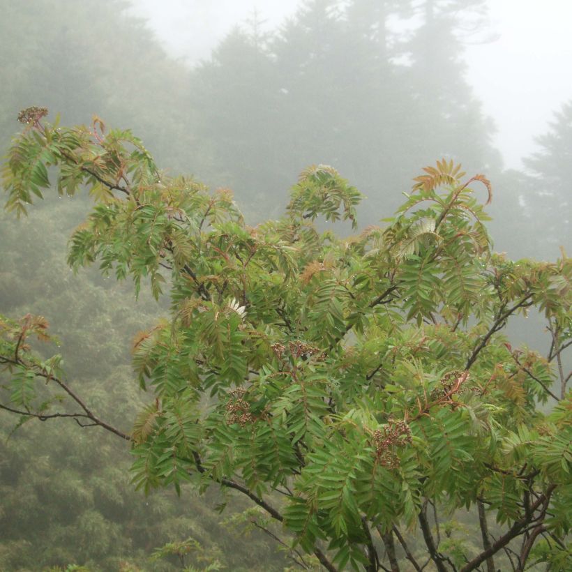 Sorbus randaiensis - Sorbier de Taïwan (Plant habit)
