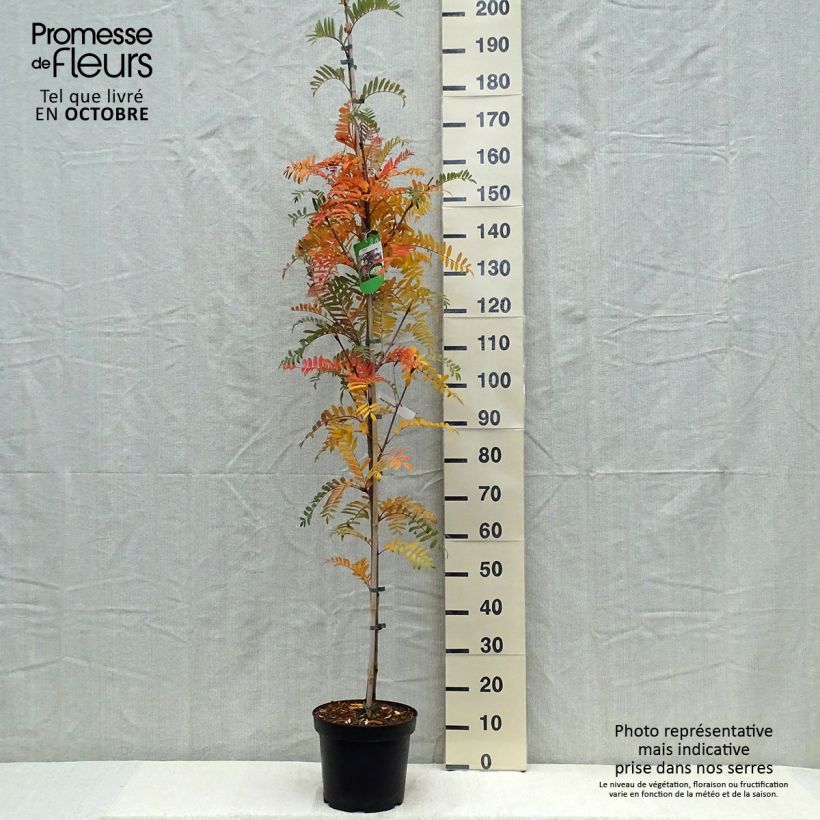 Example of Sorbus scalaris - Sorbier à feuilles de fougère Pot de 7,5L/10L as you get in automne
