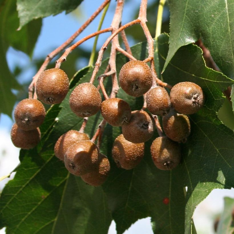 Sorbus torminalis - Alisier des Bois (Harvest)