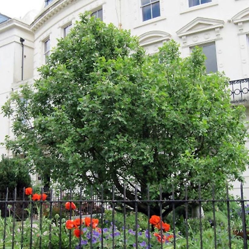 Sorbus torminalis - Alisier des Bois (Plant habit)