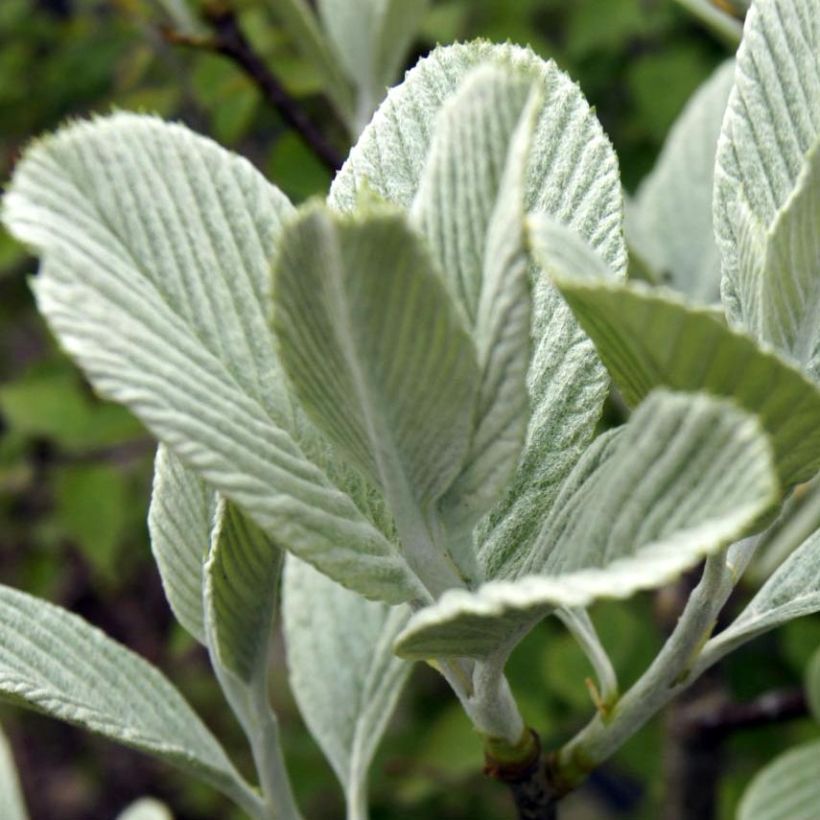 Sorbus wardii - Alisier du Tibet (Foliage)