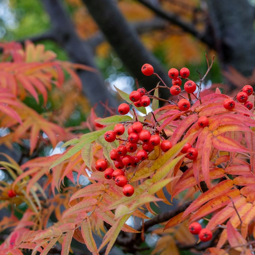 Sorbus wilfordii - Sorbier du Japon (Foliage)