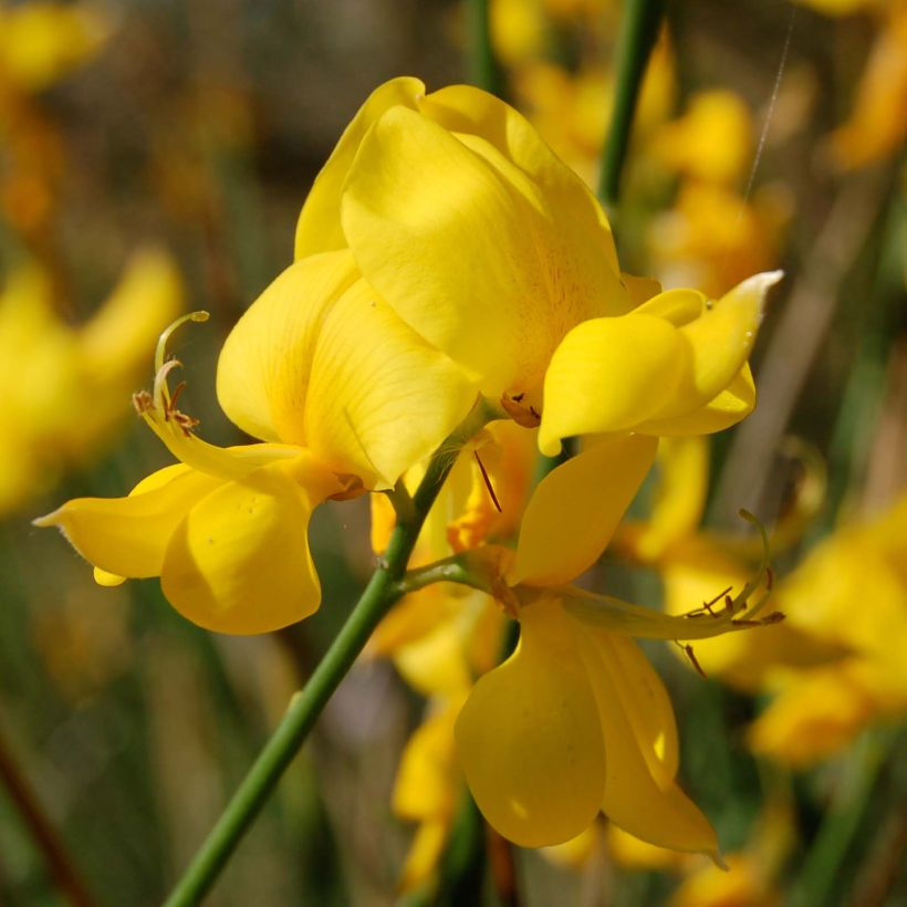 Genêt d'Espagne - Spartium junceum (Flowering)