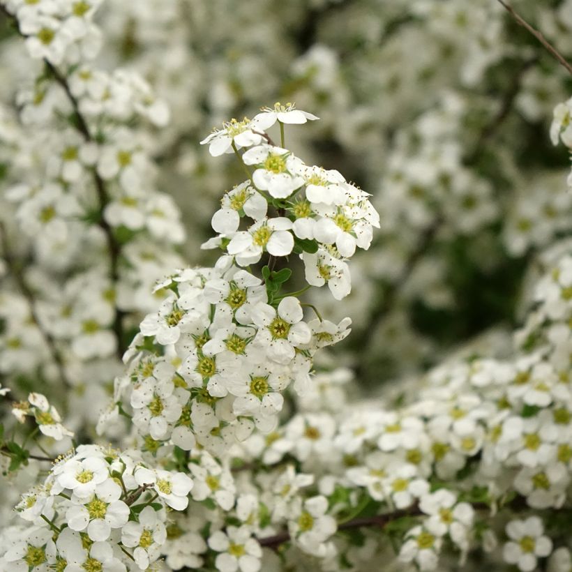 Spiraea arguta - Spirée blanche (Flowering)