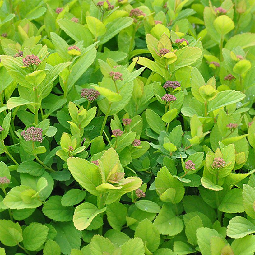 Spirée à feuille de bouleau Pink Sparkler - Spiraea betulifolia (Foliage)