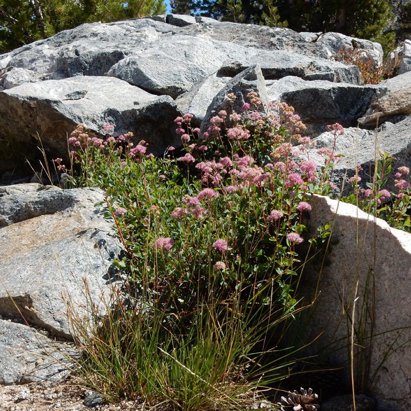 Spiraea densiflora (= splendens) - Spirée à fleurs denses (Plant habit)