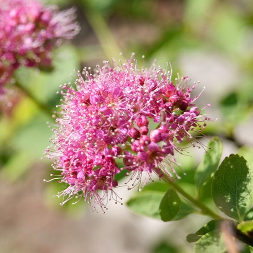 Spiraea densiflora (= splendens) - Spirée à fleurs denses (Flowering)
