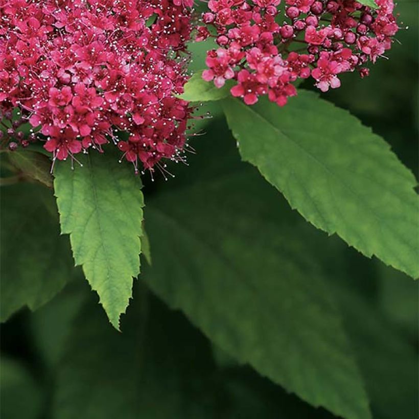 Spirée japonaise Double Play Red - Spiraea japonica (Foliage)