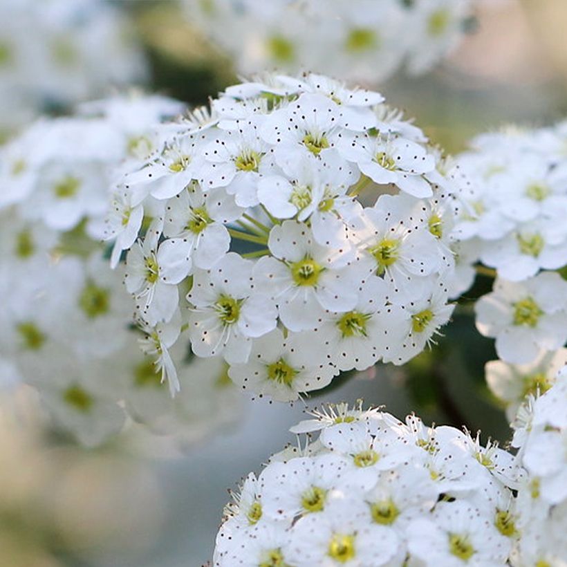 Spiraea nipponica June Bride - Spirée japonaise (Flowering)