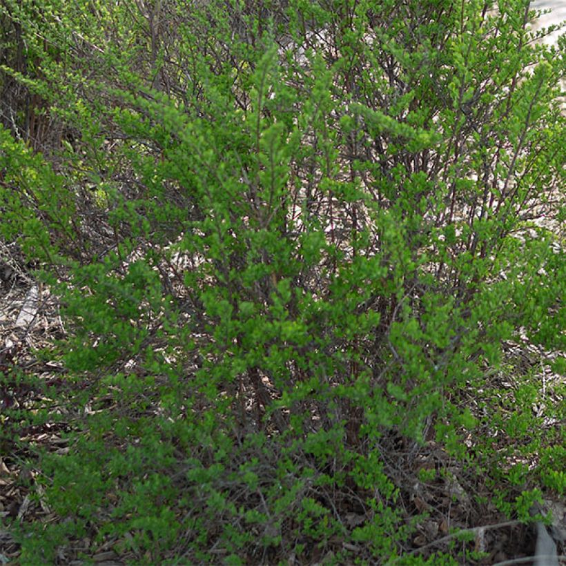 Spiraea nipponica Snowmound - Spirée japonaise (Foliage)