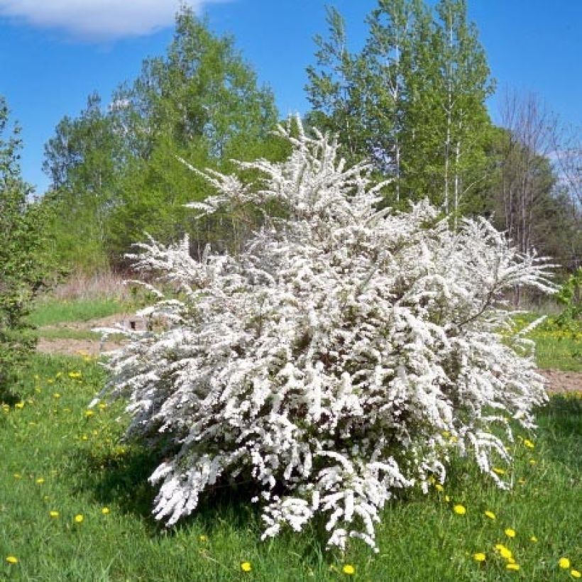 Spiraea prunifolia - Spirée à feuilles de Prunier (Plant habit)