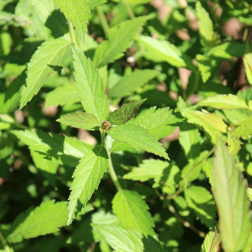 Spirée japonaise - Spiraea japonica Dart's Red (Foliage)