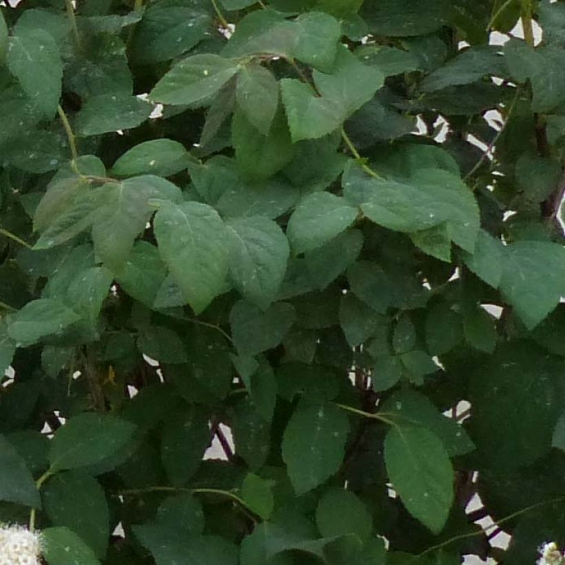 Spirée Double Play Blue Kazoo - Spiraea japonica (Foliage)