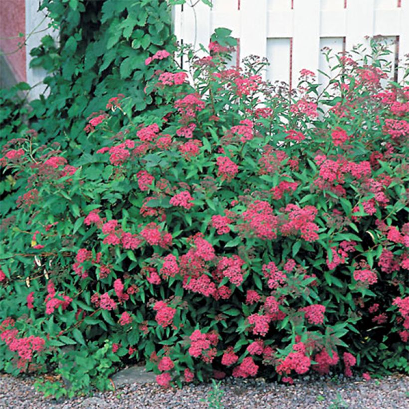 Spirée japonica Anthony Waterer - Spiraea japonaise (Plant habit)