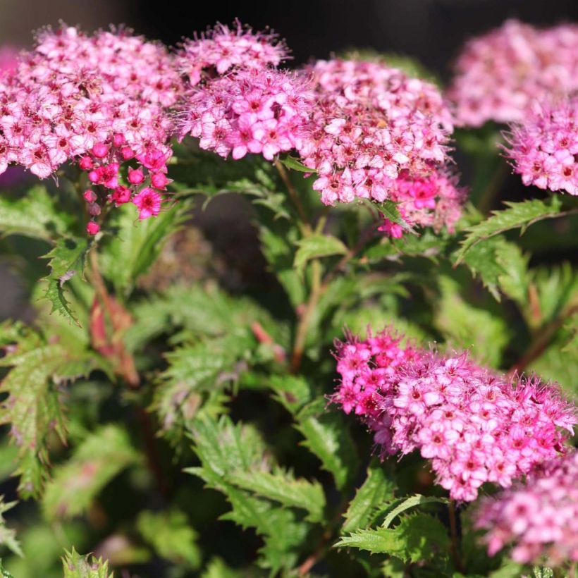 Spirée japonaise Crispa  - Spirée japonaise (Flowering)