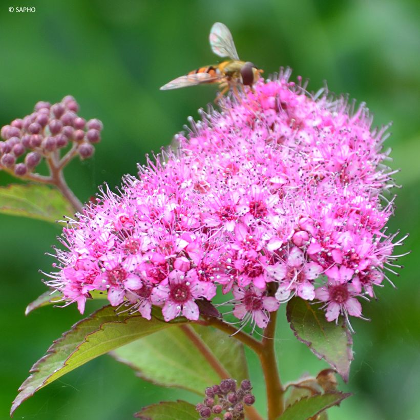Spiraea japonica Merlo Green - Spirée japonaise (Flowering)