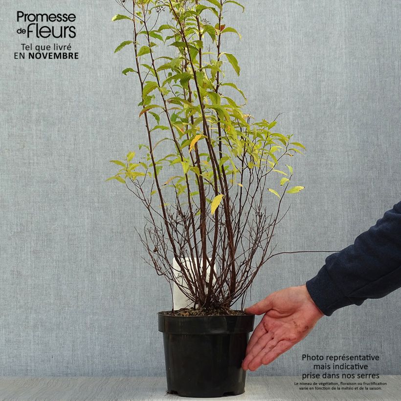 Example of Spirée japonaise Shirobana - Spiraea japonica Pot de 2L/3L as you get in automne