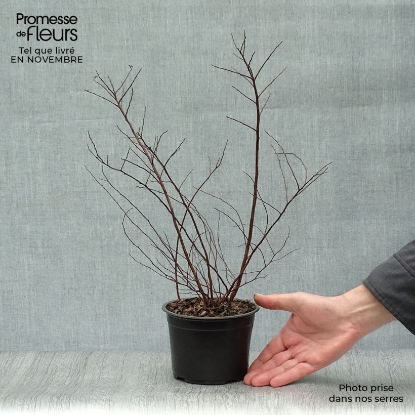 Example of Spirée japonaise - Spiraea nipponica Halward's Silver Pot de 1L/1,5L as you get in automne