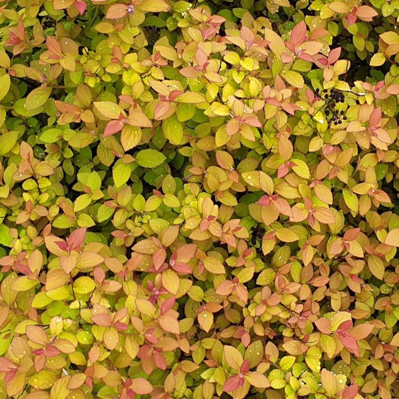 Spirée japonaise Zen'Spirit Caramel (Foliage)