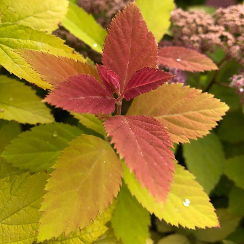 Spirée japonaise - Spiraea japonica Double Play Big Bang (Foliage)