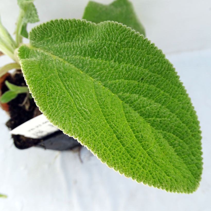 Stachys byzantina Big Ears - Oreille d'ours (Foliage)