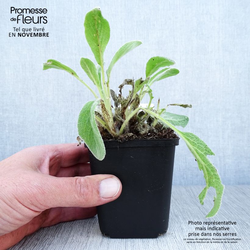 Example of Stachys byzantina - Oreilles d'ours Godet de 8/9 cm as you get in automne