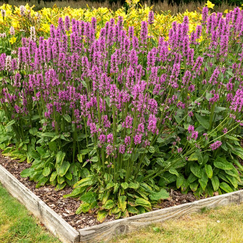 Stachys officinalis - Bétoine officinale (Plant habit)