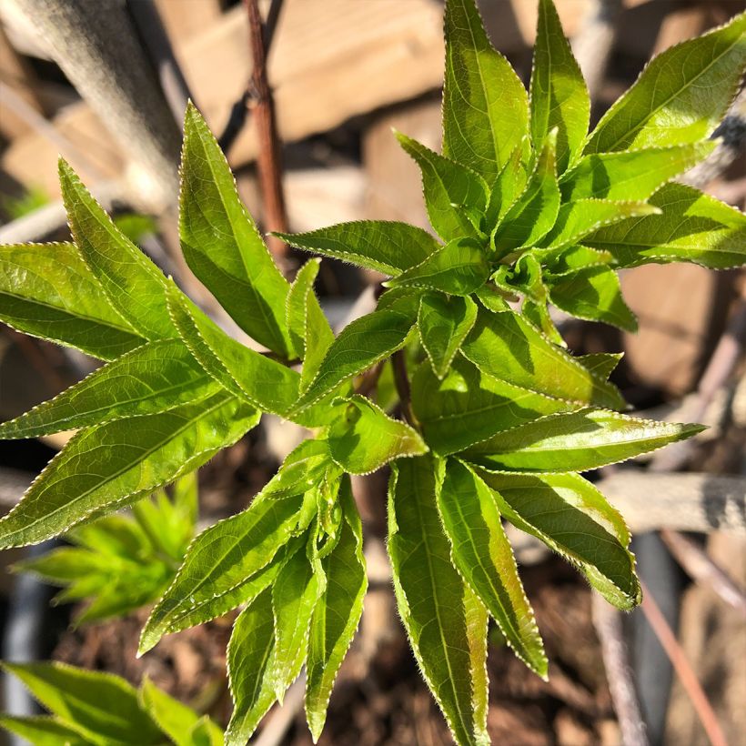Staphylea colchica Black Jack - Faux pistachier (Foliage)