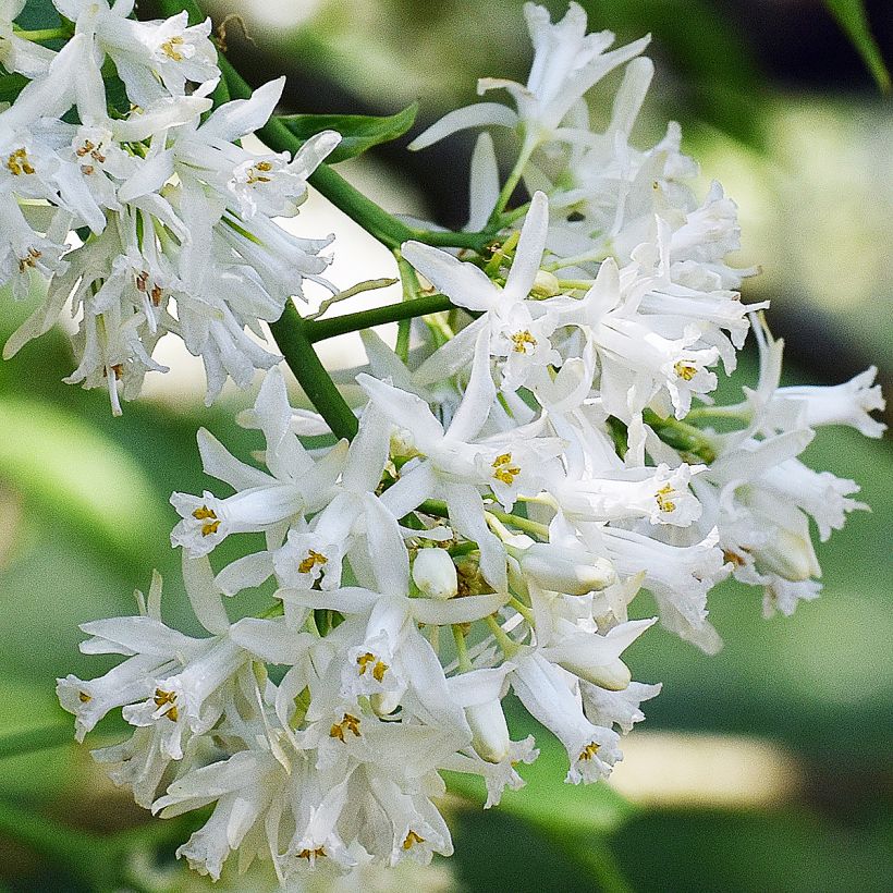 Staphylea colchica Black Jack - Faux pistachier (Flowering)