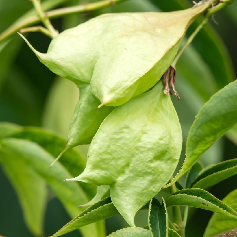 Staphylea colchica Black Jack - Faux pistachier (Harvest)