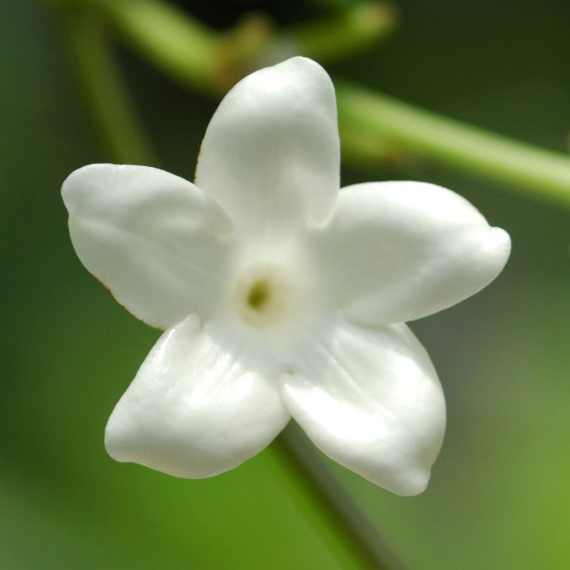 Stephanotis floribunda (jasminoides) - Jasmin de Madagascar (Flowering)