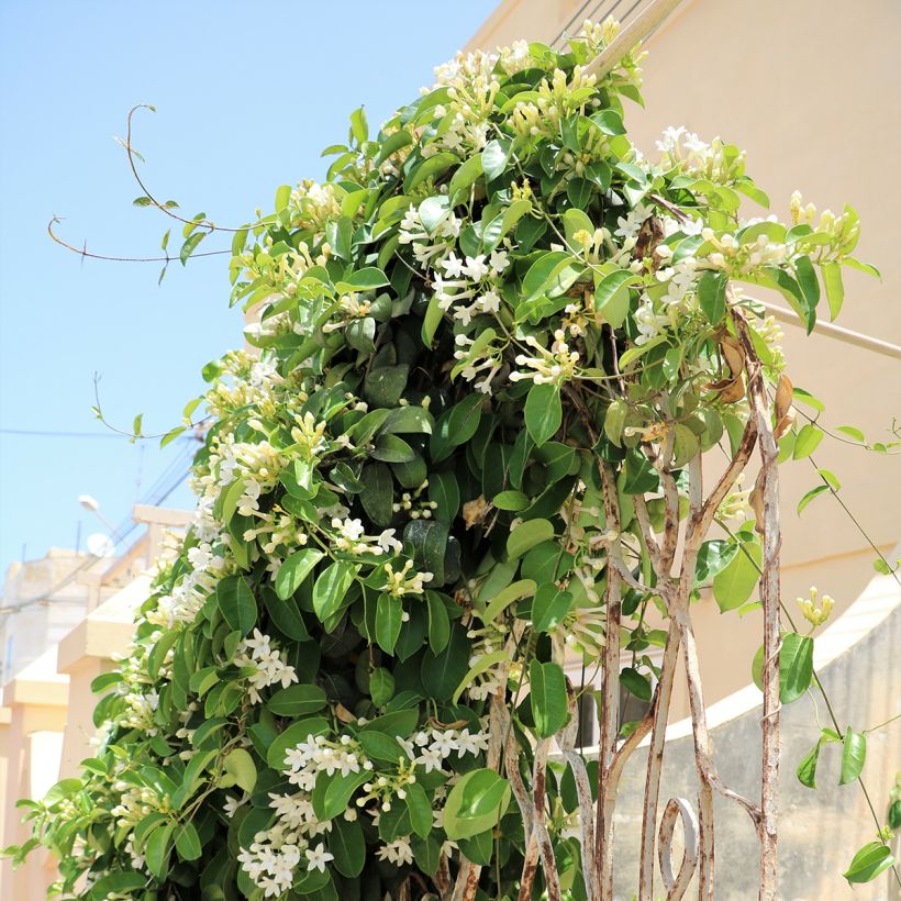 Stephanotis floribunda (jasminoides) - Jasmin de Madagascar (Plant habit)