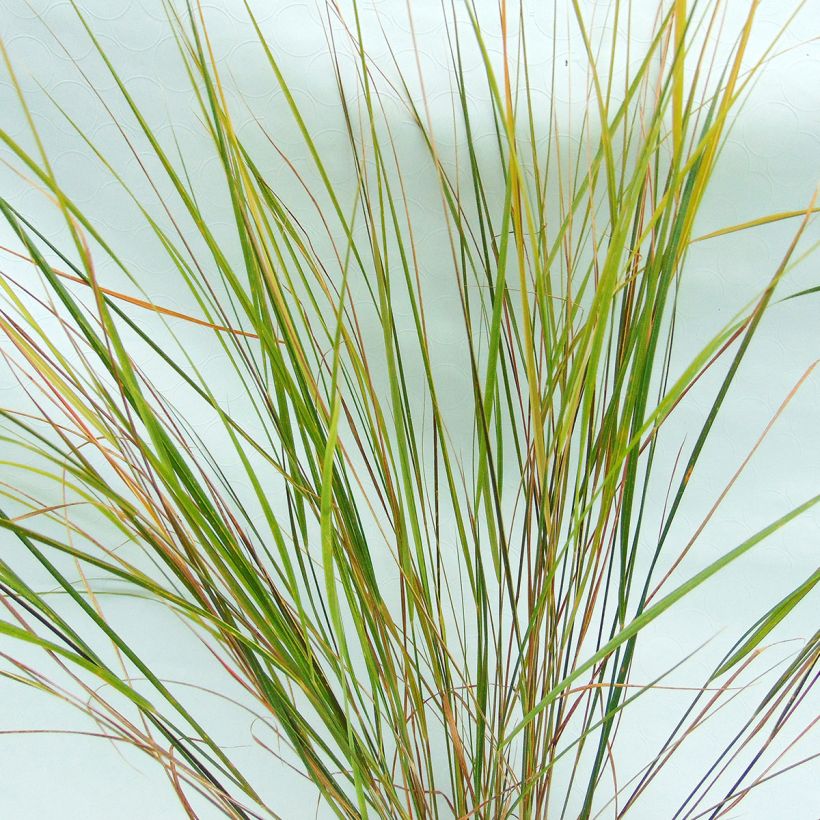Stipa arundinacea - Anemanthele lessoniana (Foliage)