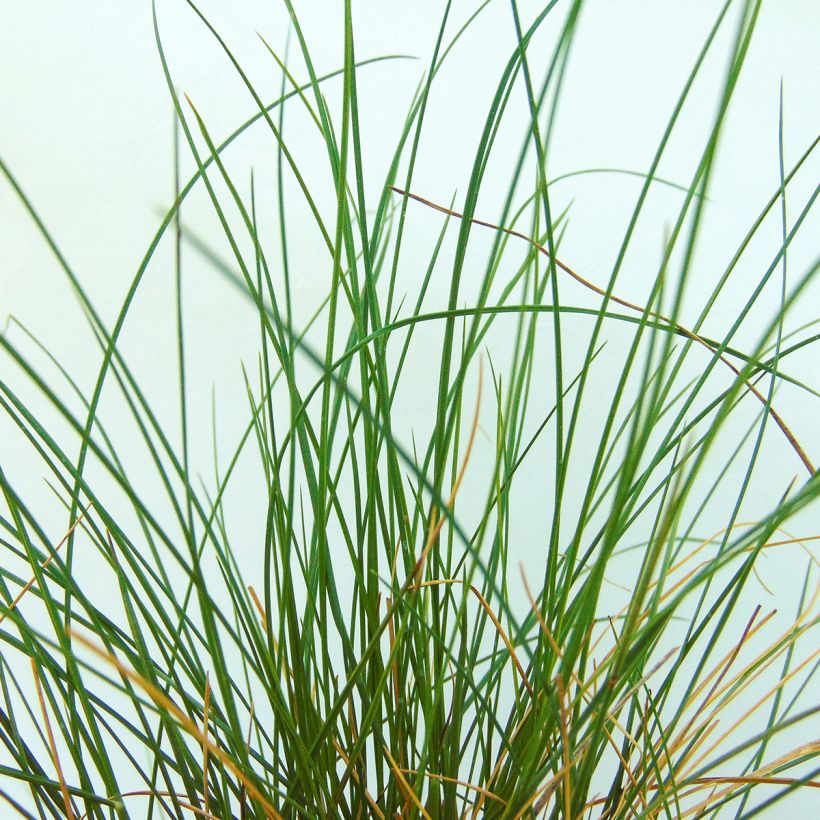 Stipa capillata - Stipe capillaire (Foliage)